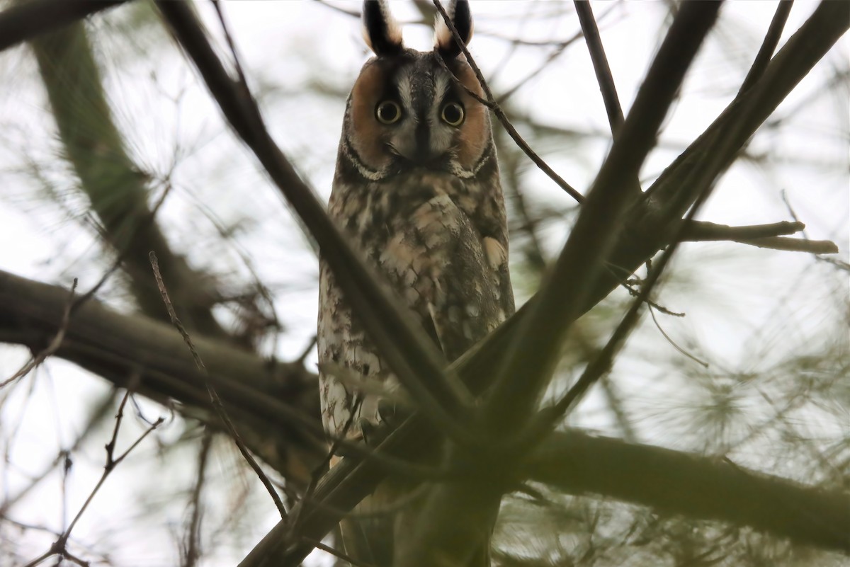 Long-eared Owl - ML389658551