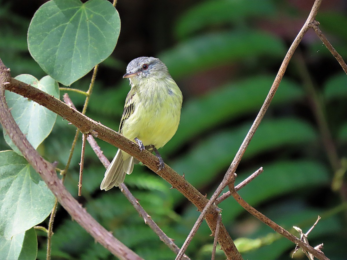 White-fronted Tyrannulet - ML389661841