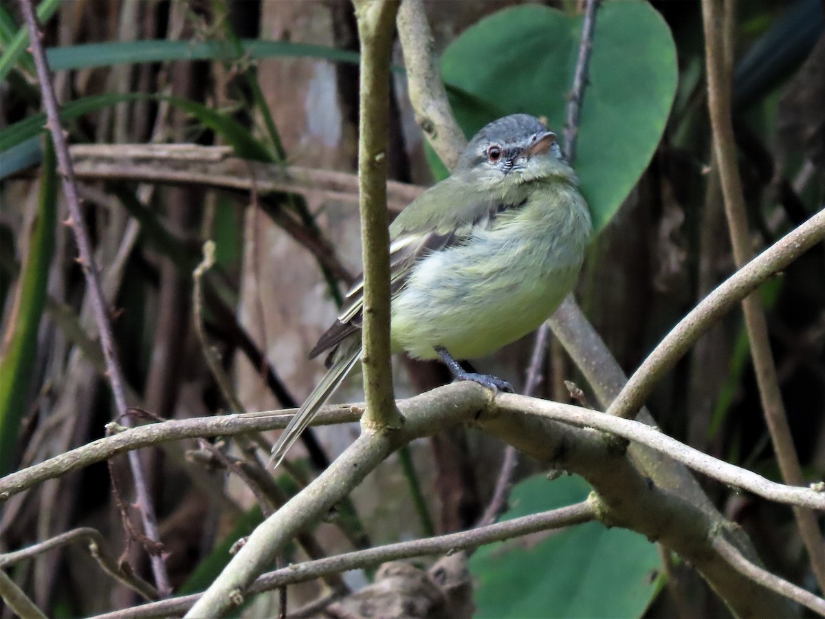 White-fronted Tyrannulet - ML389661931