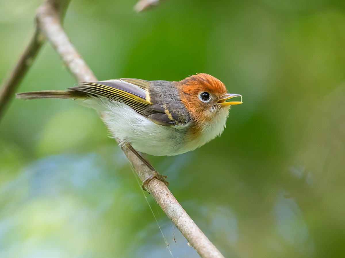 Sunda Warbler - Phylloscopus grammiceps - Birds of the World