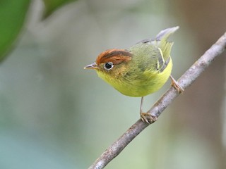  - Yellow-breasted Warbler