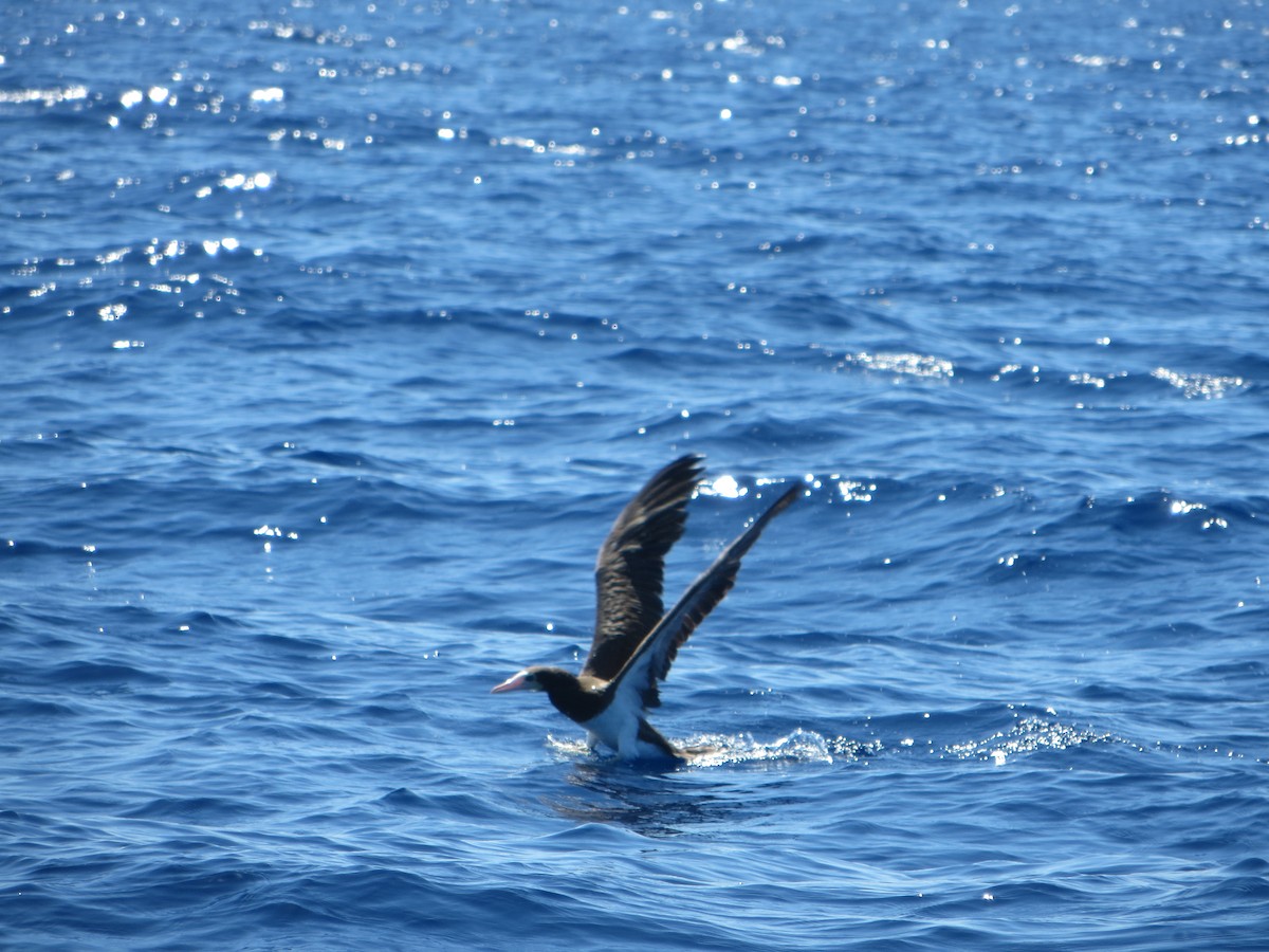 Brown Booby - ML38966811
