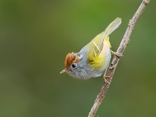  - Chestnut-crowned Warbler