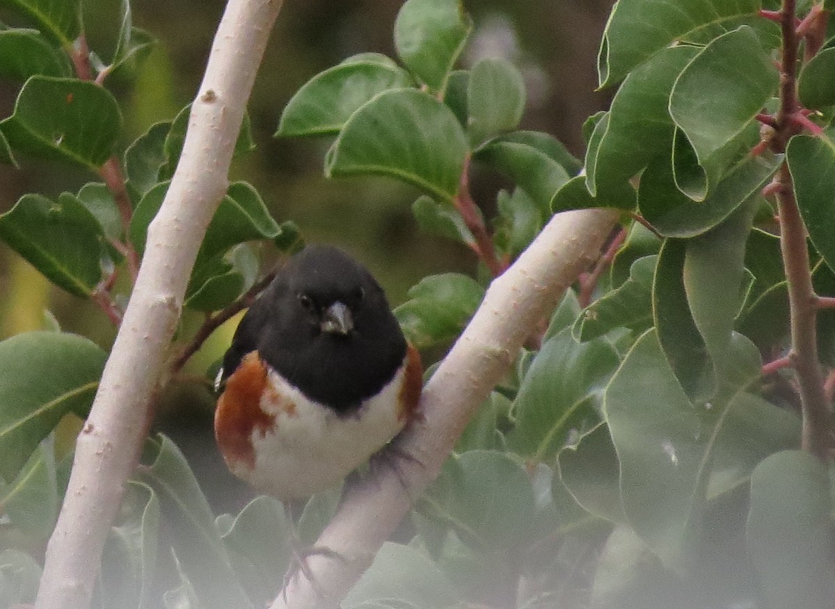 Spotted/Eastern Towhee (Rufous-sided Towhee) - ML389669501
