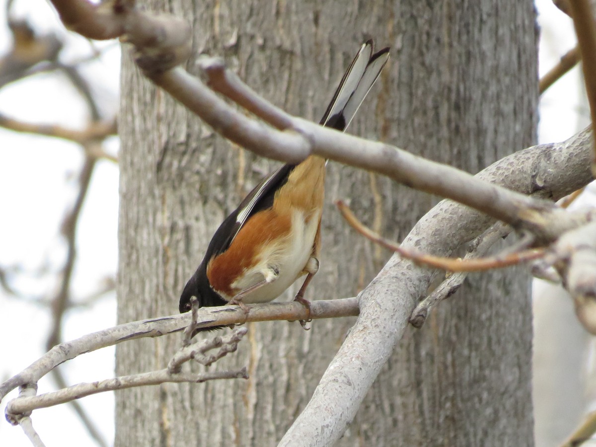 Spotted/Eastern Towhee (Rufous-sided Towhee) - ML389669511
