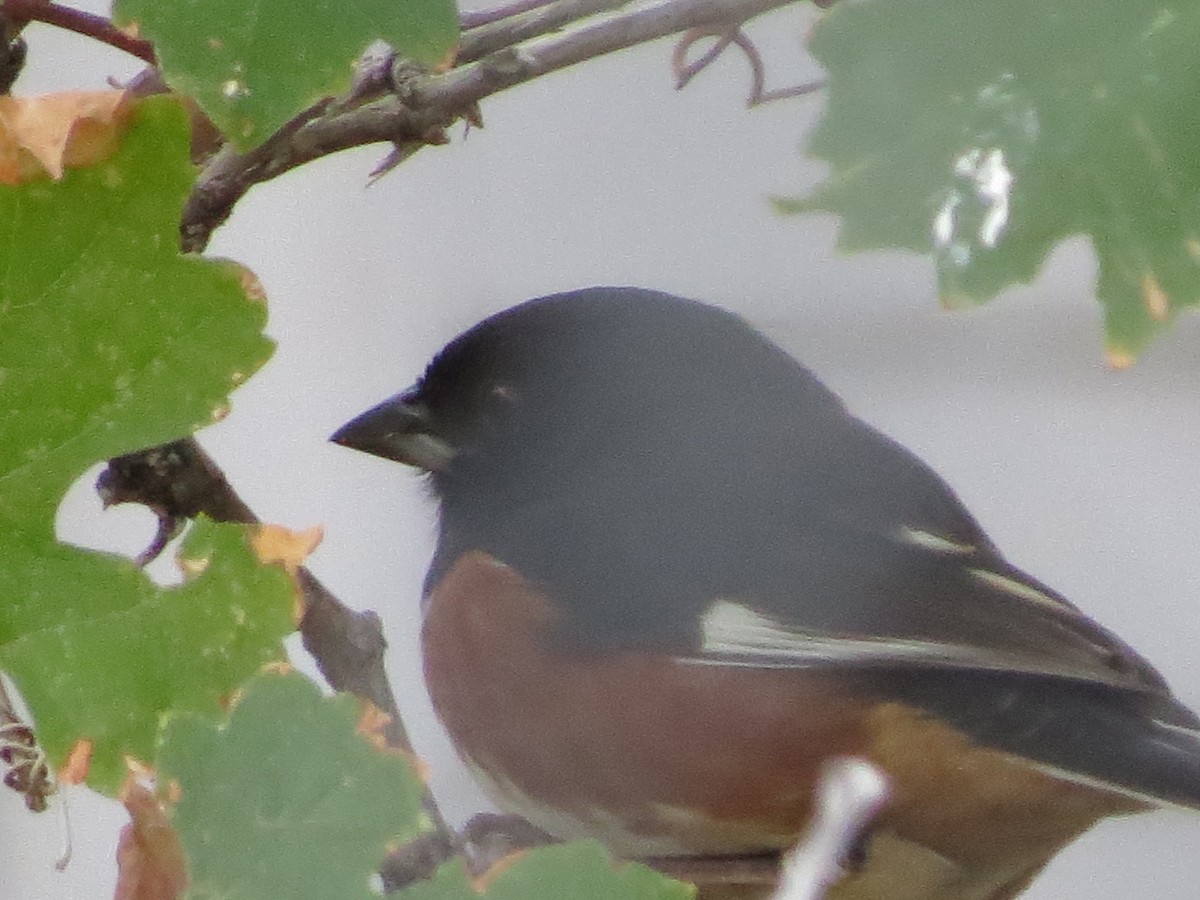 Spotted/Eastern Towhee (Rufous-sided Towhee) - ML389669751