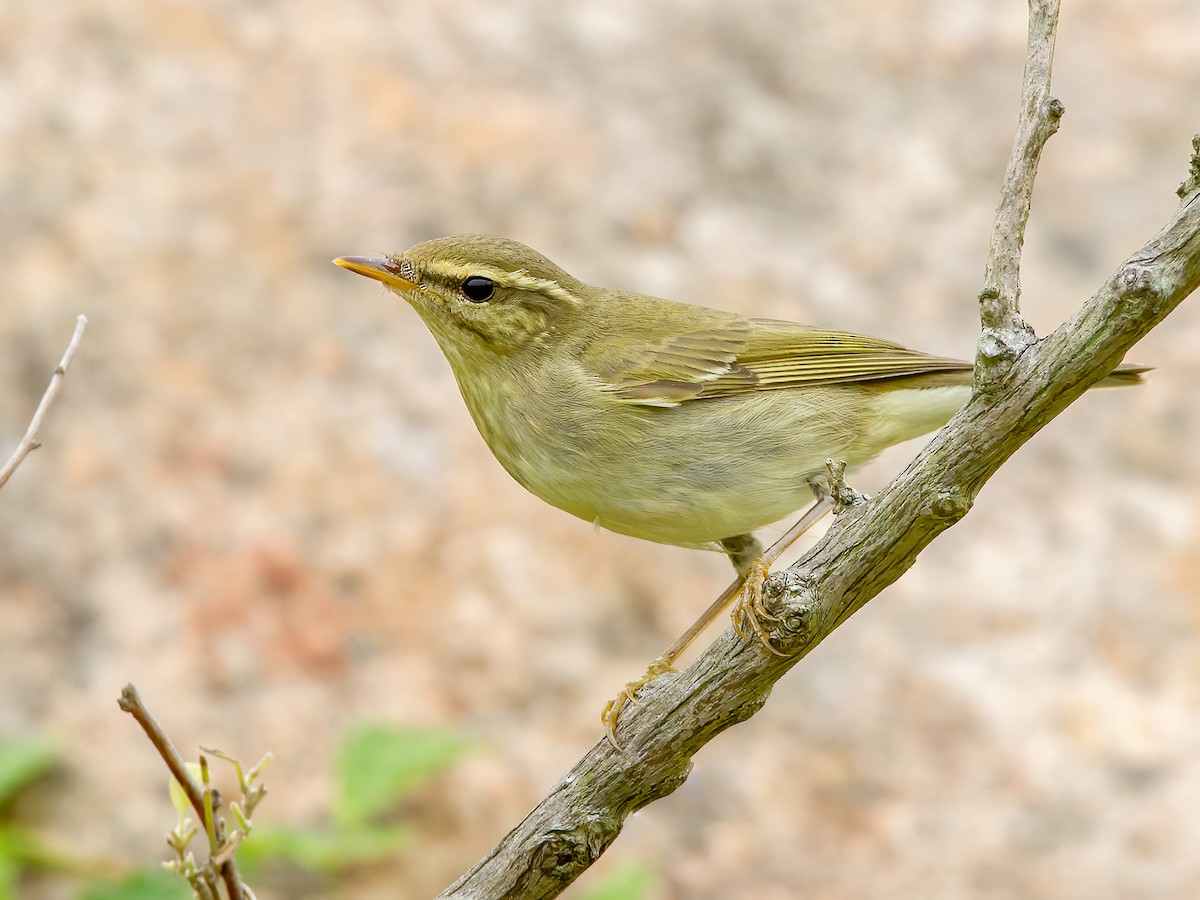 Japanese Leaf Warbler - Phylloscopus xanthodryas - Birds of the World