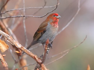  - Crimson-browed Finch