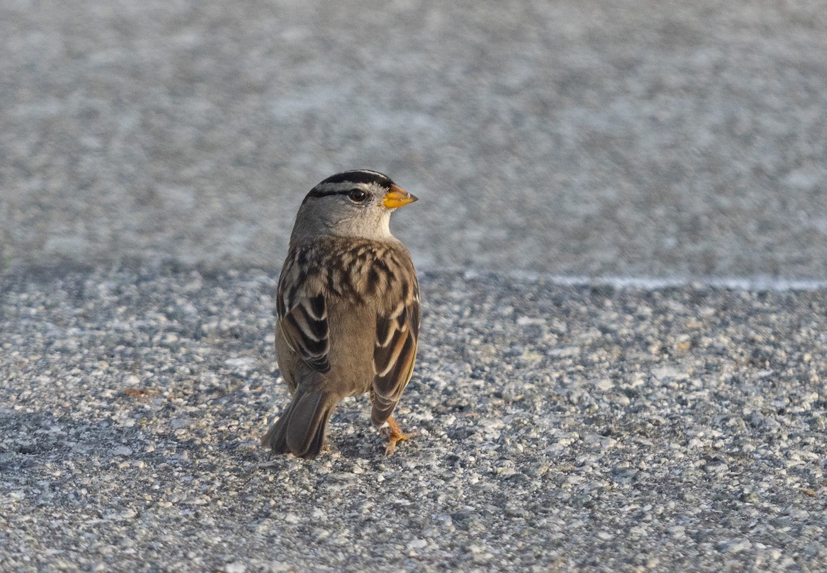 White-crowned Sparrow - ML389675231