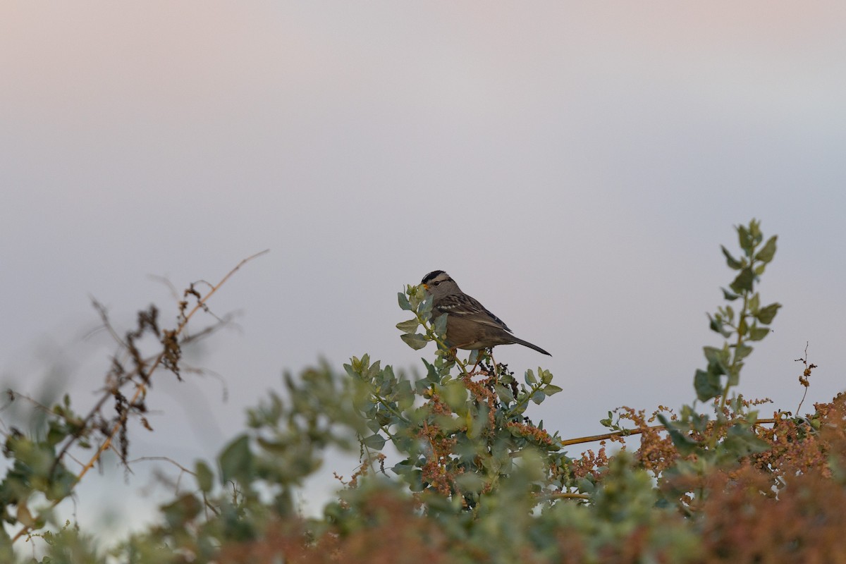 White-crowned Sparrow - ML389675441