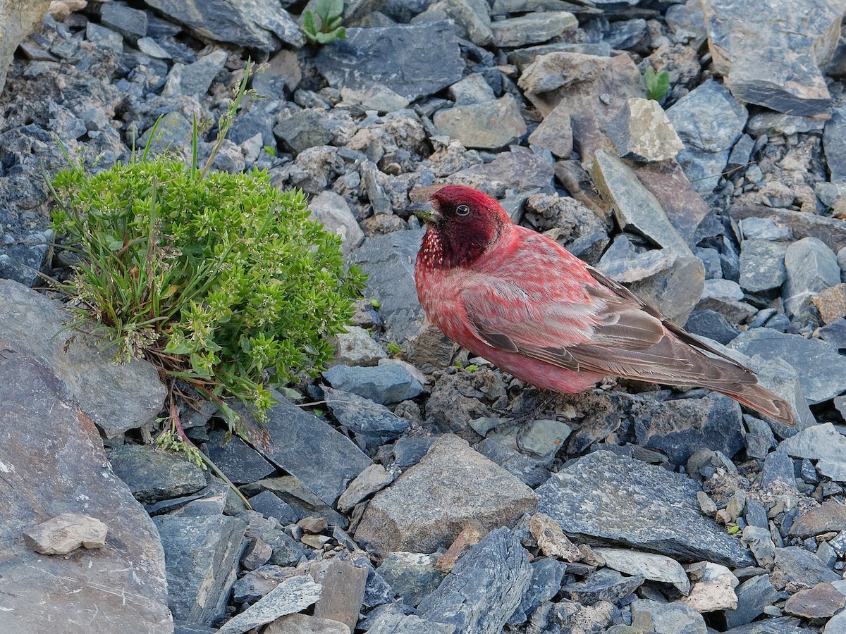 Tibetan Rosefinch - Carpodacus roborowskii - Birds of the World