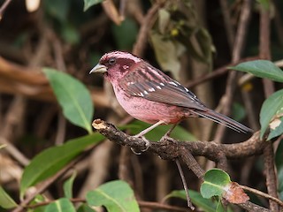  - Spot-winged Rosefinch