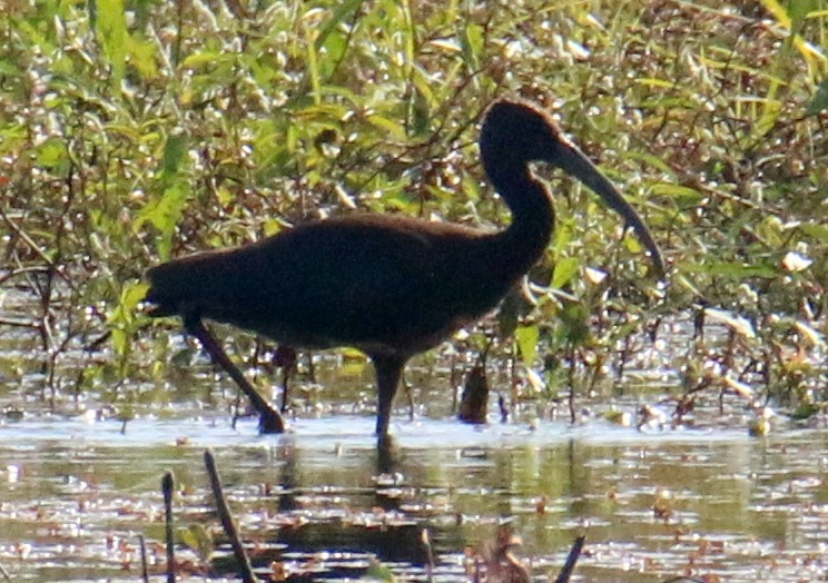 Glossy/White-faced Ibis - Norm Lewis