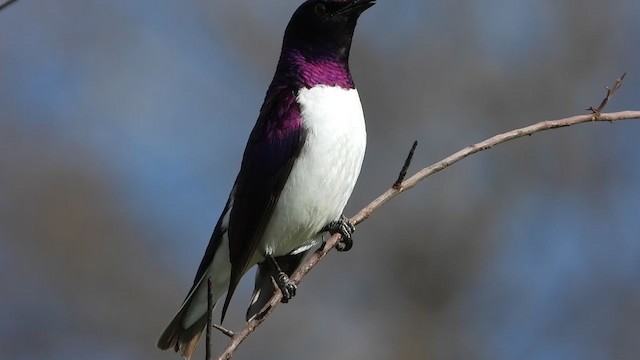 Violet-backed Starling - ML389691151