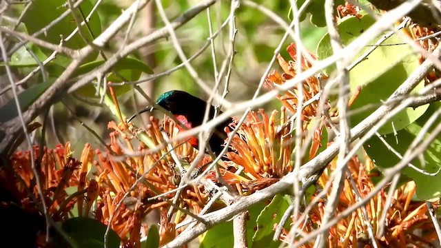 Scarlet-chested Sunbird - ML389691471