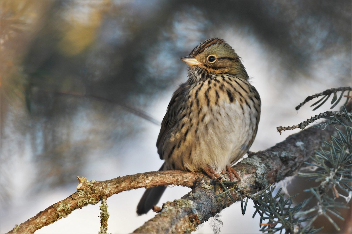 Lincoln's Sparrow - Timothy Piranian