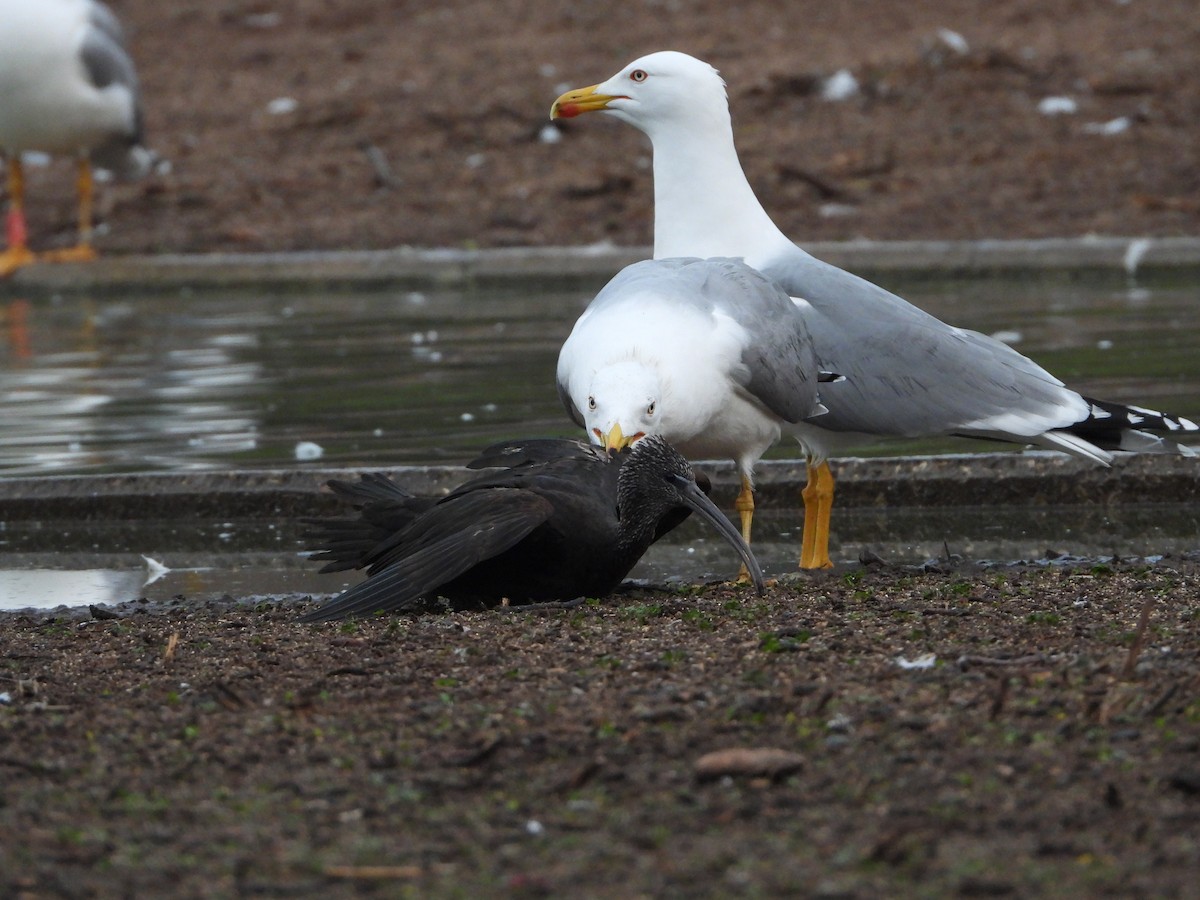 Yellow-legged Gull - Itay Berger