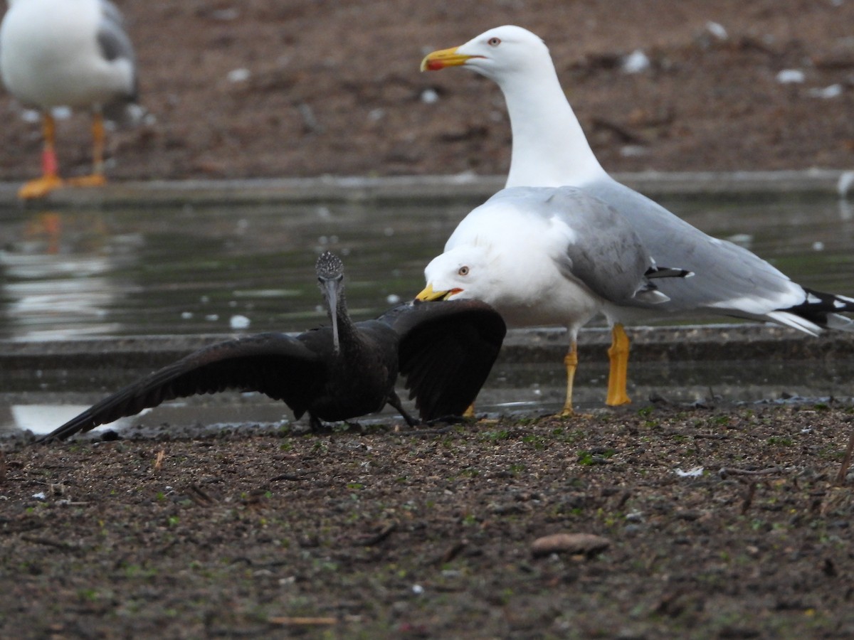 Yellow-legged Gull - ML389692181