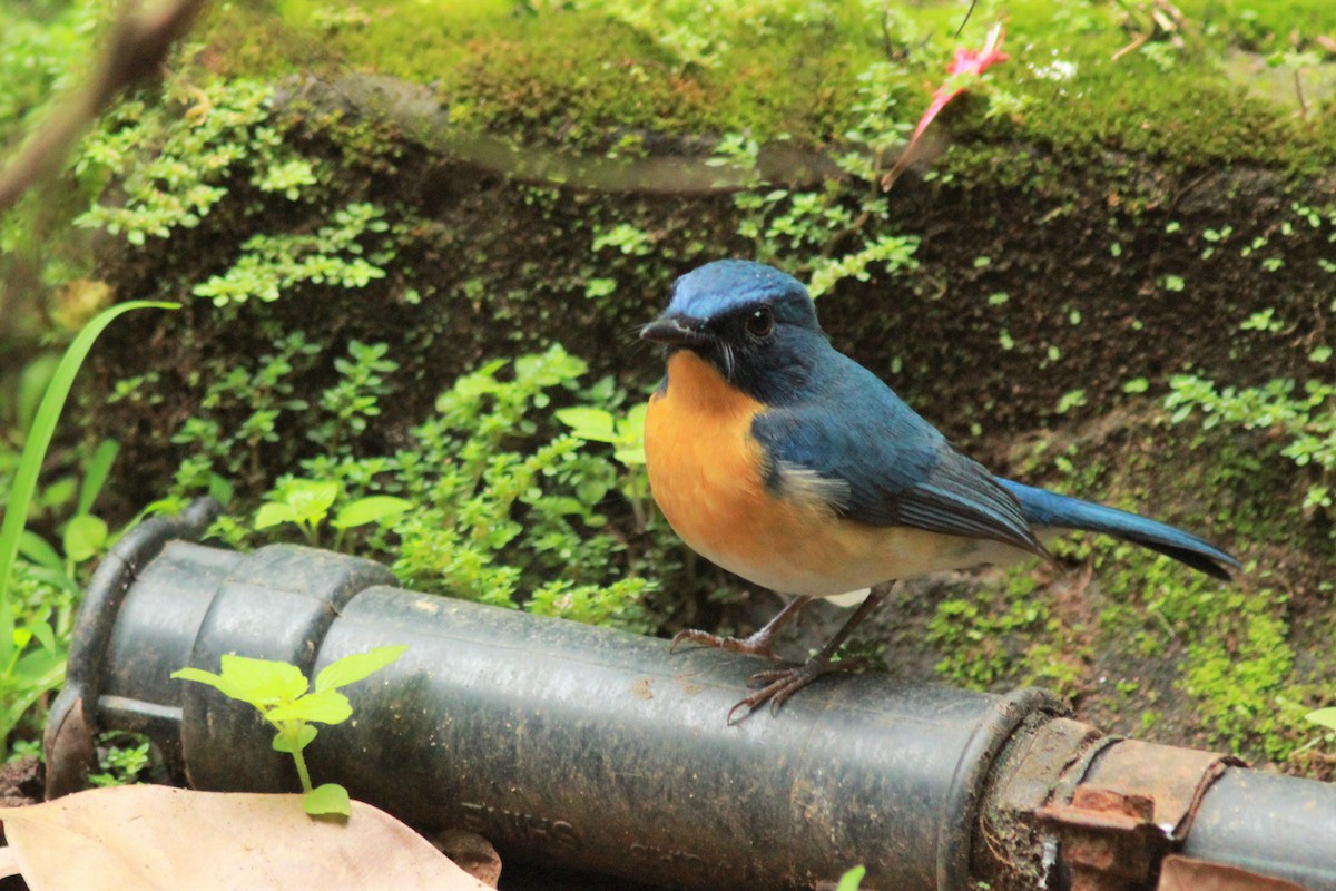 Tickell's Blue Flycatcher - Lekshmi  Jayakumar