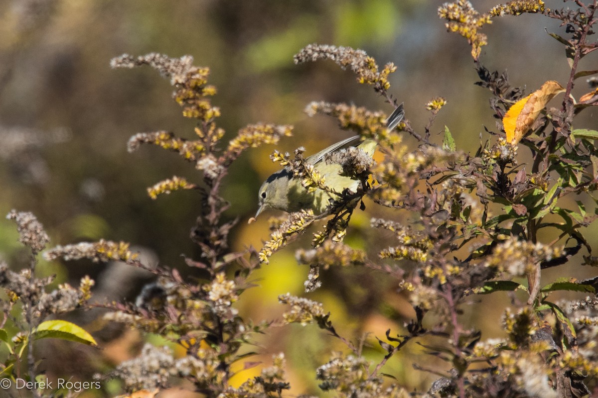 Orange-crowned Warbler - ML38970501