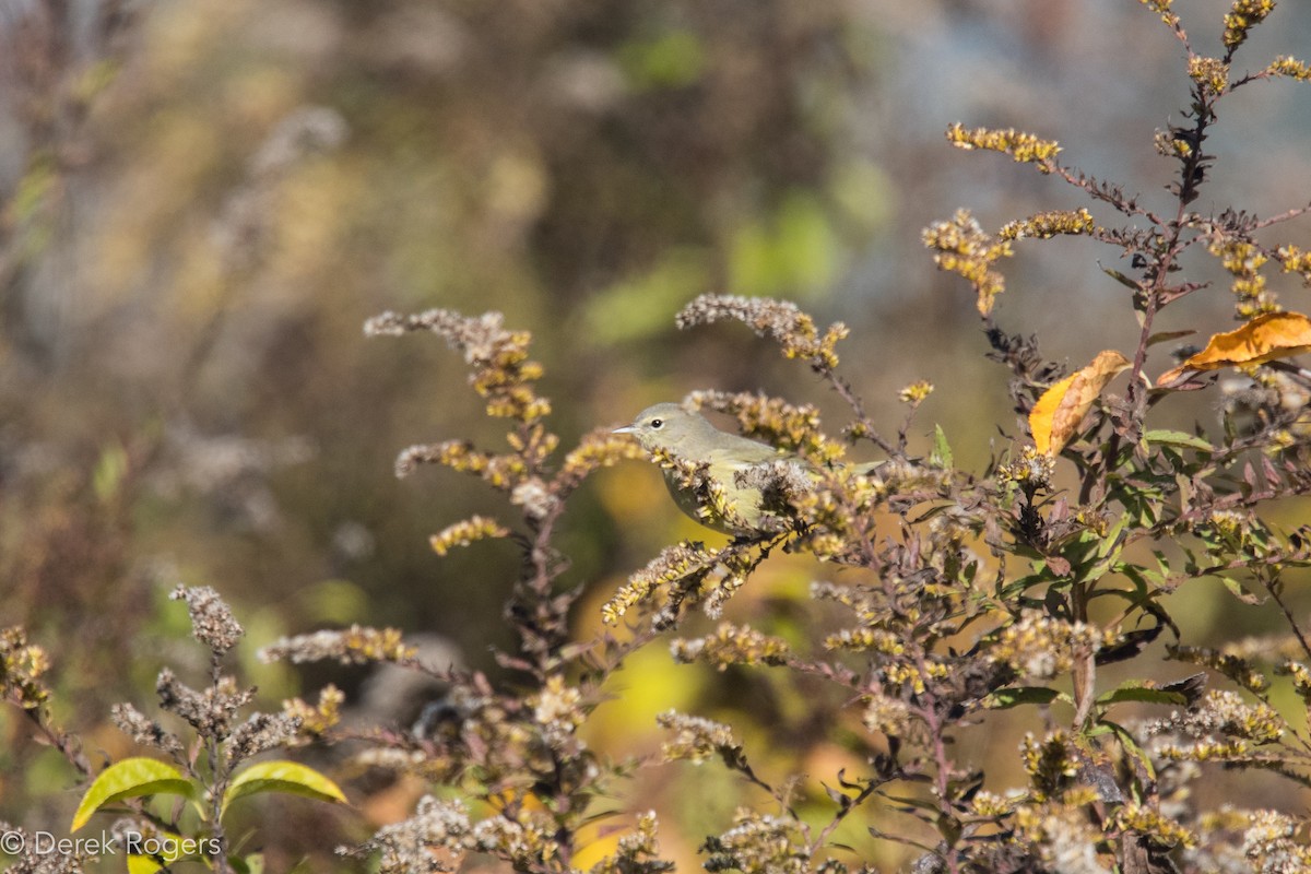 Orange-crowned Warbler - ML38970511