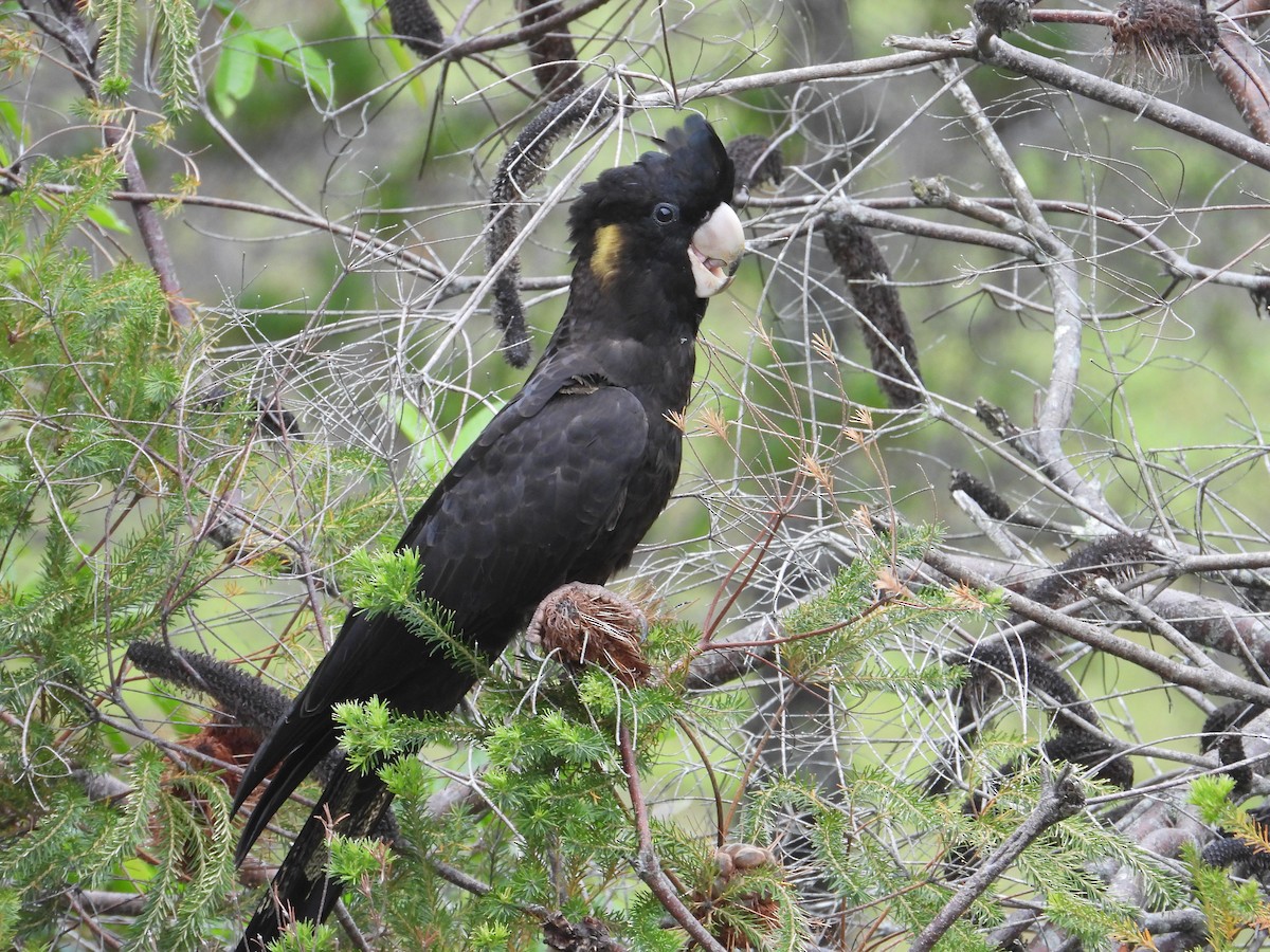 Yellow-tailed Black-Cockatoo - ML389706551