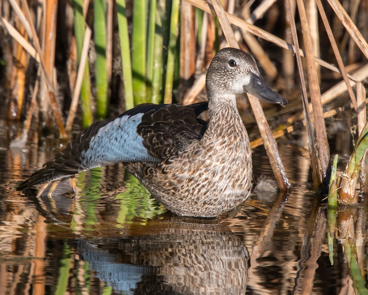 Blue-winged Teal - ML38970881