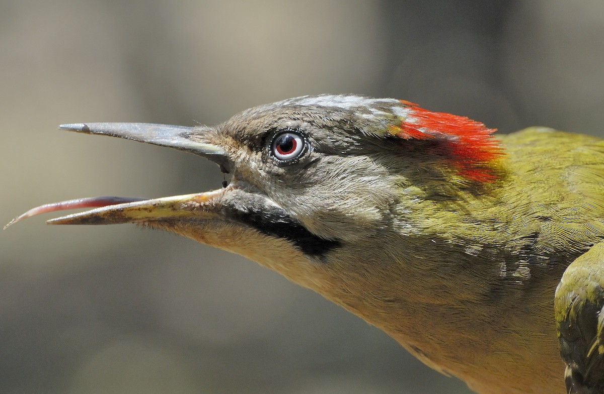 Levaillant's Woodpecker - ML38971431