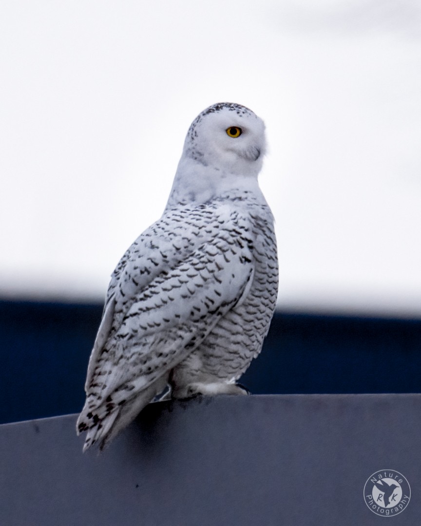 Snowy Owl - ML389716601