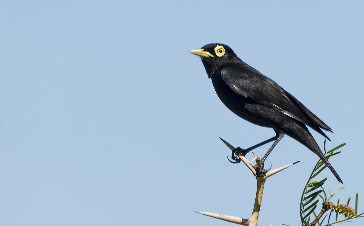 Spectacled Tyrant - ML389723441