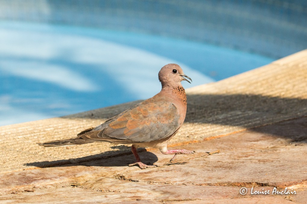 Laughing Dove - Louise Auclair