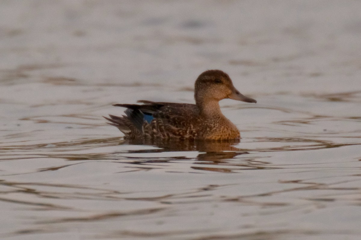 Green-winged Teal - ML389732251