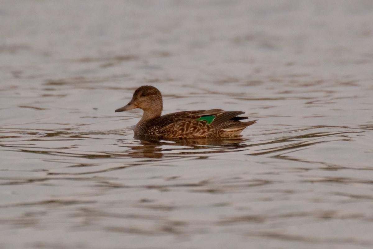 Green-winged Teal - ML389732271