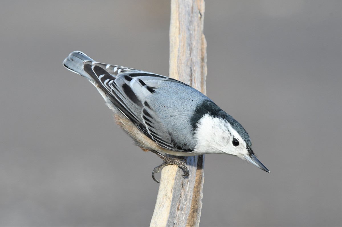 White-breasted Nuthatch - ML389732821