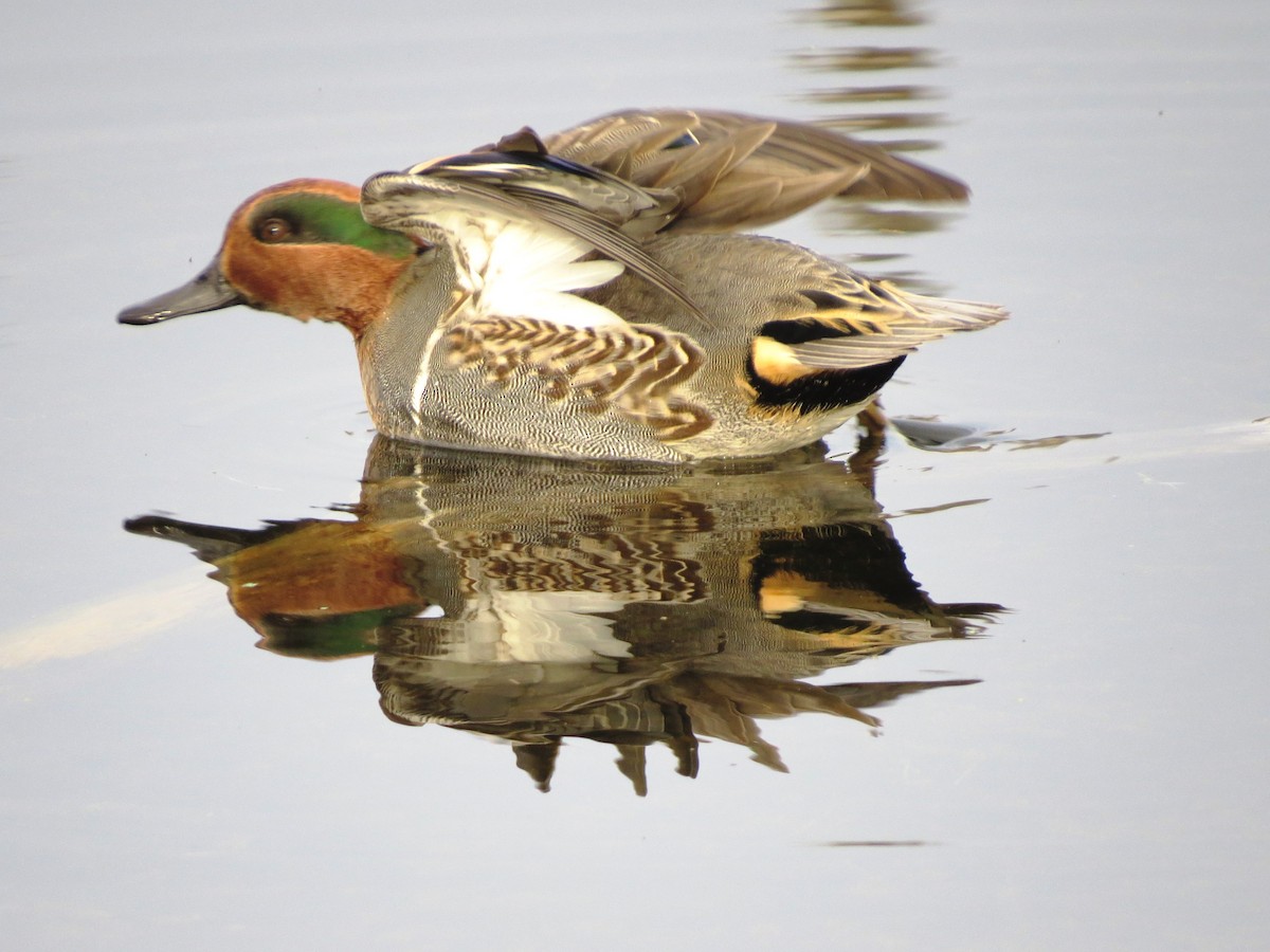 Green-winged Teal (American) - Jerry Smith