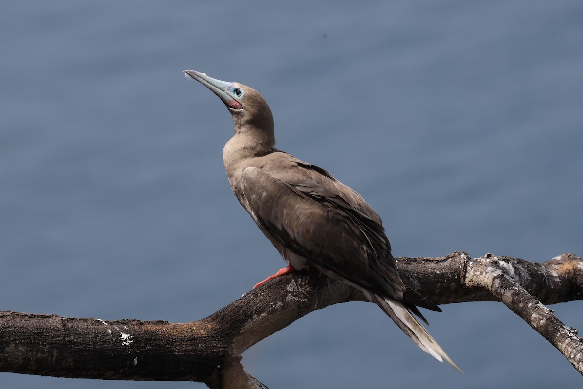 Red-footed Booby - Ian Thompson