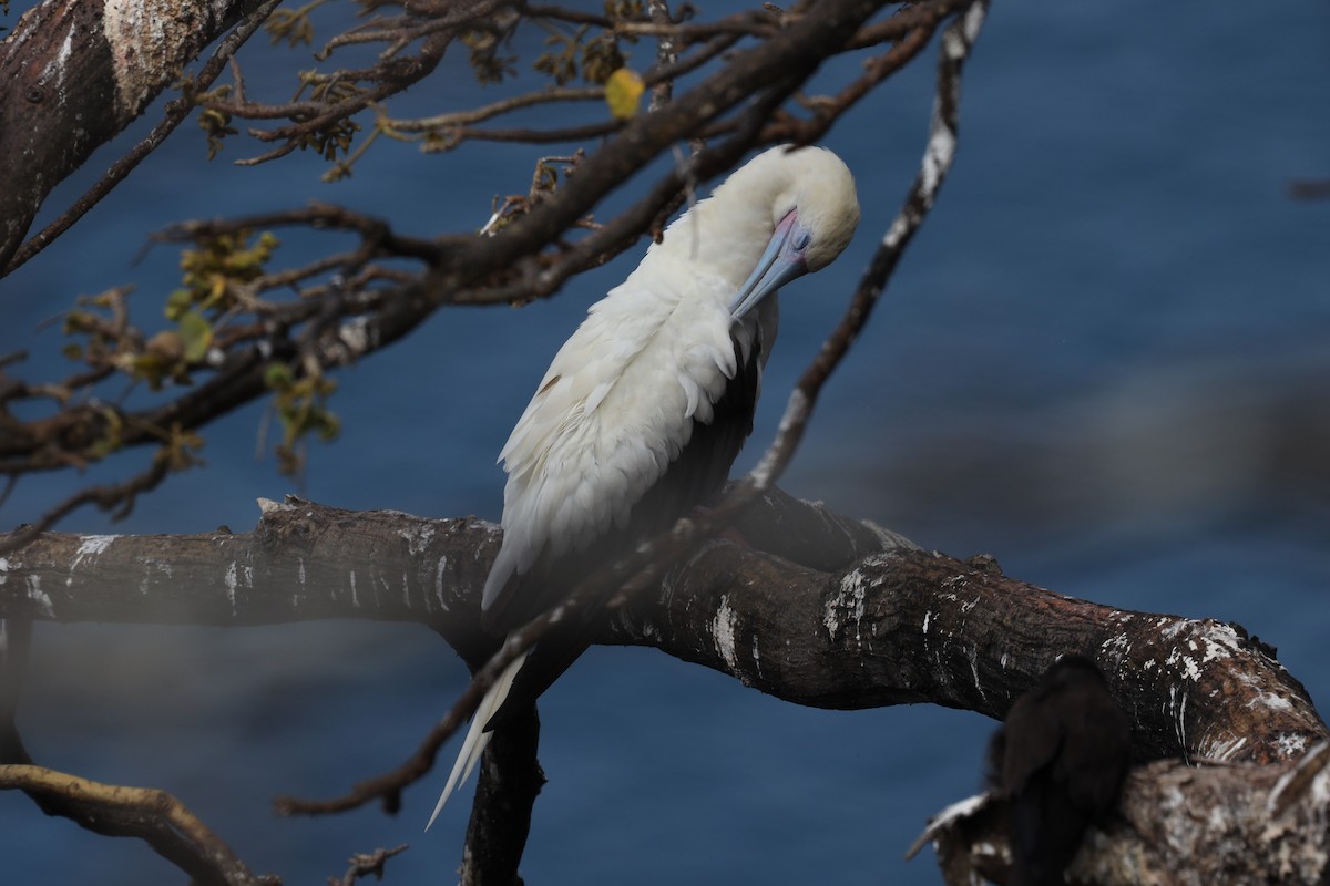 Red-footed Booby - ML389739921