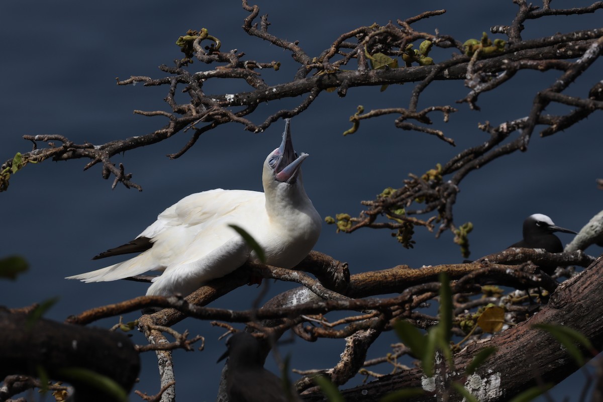 Red-footed Booby - ML389739951