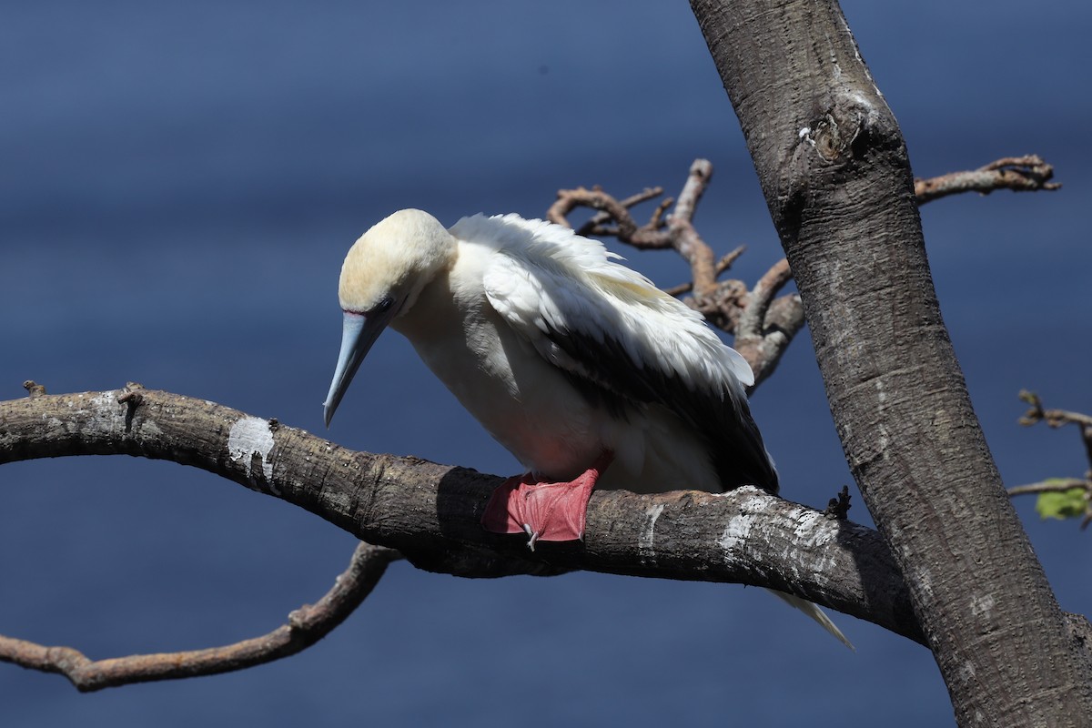 Red-footed Booby - ML389739961