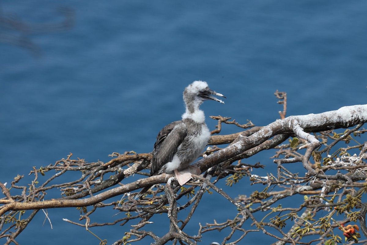 Red-footed Booby - ML389739971