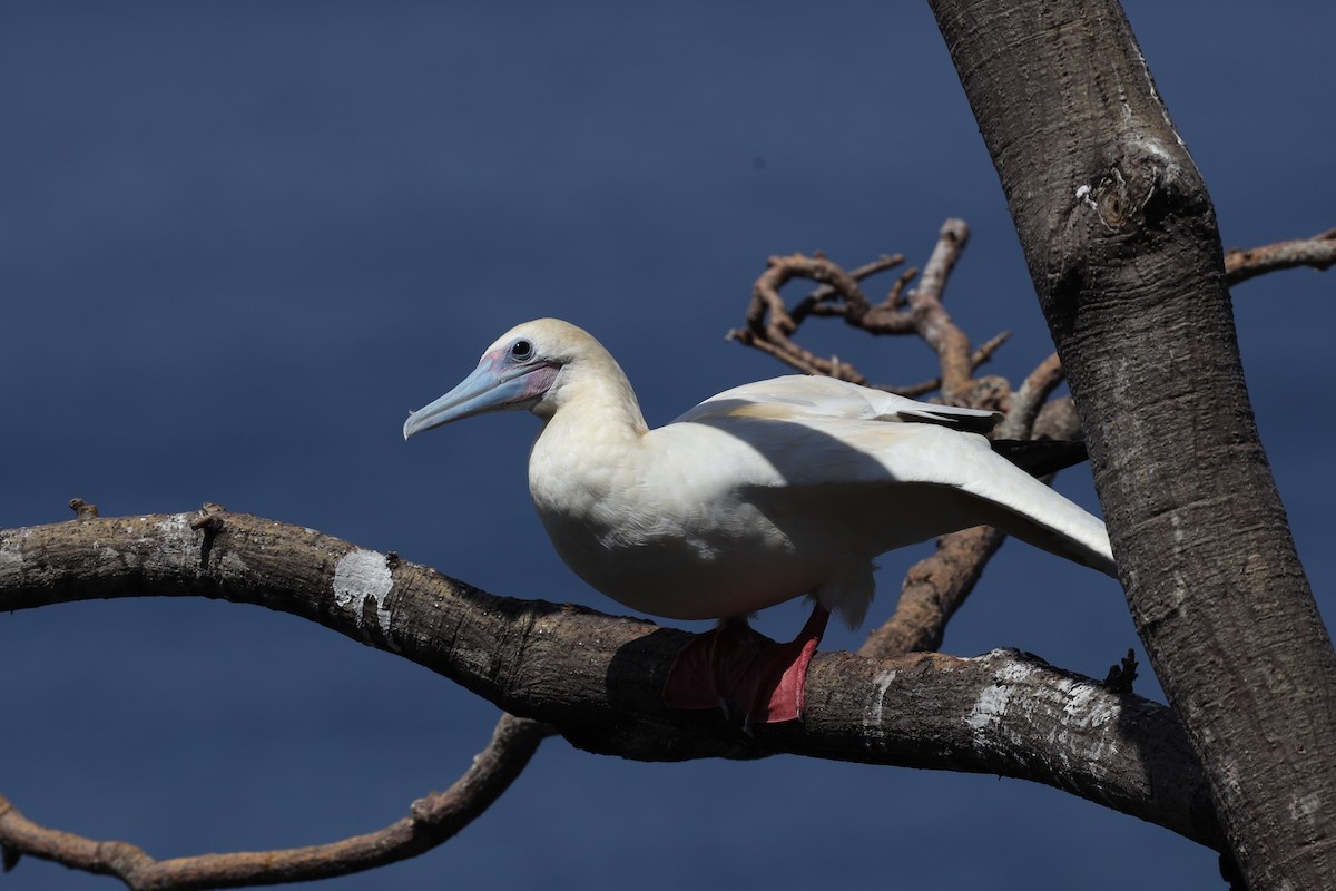Red-footed Booby - ML389739991