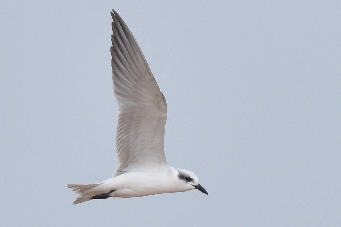 Gull-billed Tern - Dr Mohammed Umer  Sharieff