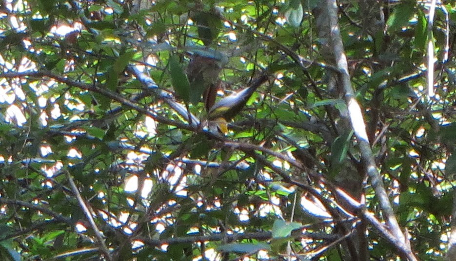 Golden-winged x Blue-winged Warbler (hybrid) - Mark Burns