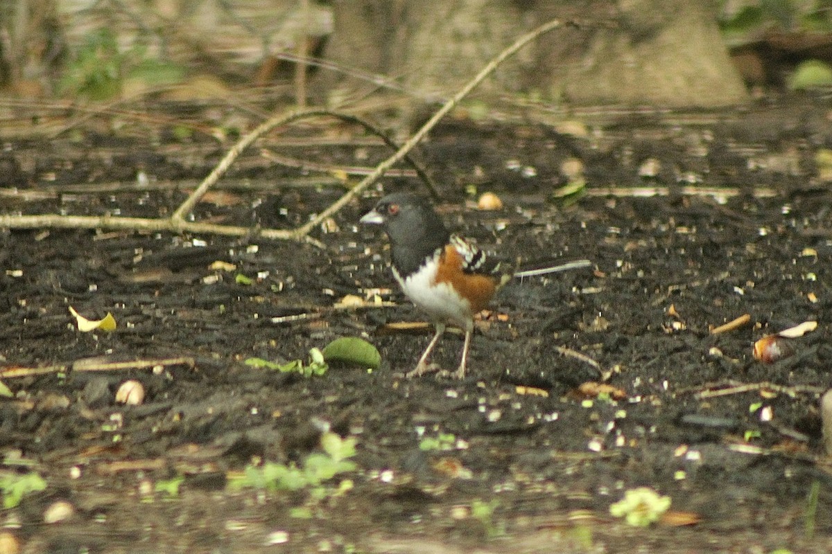 Spotted Towhee - ML389748581