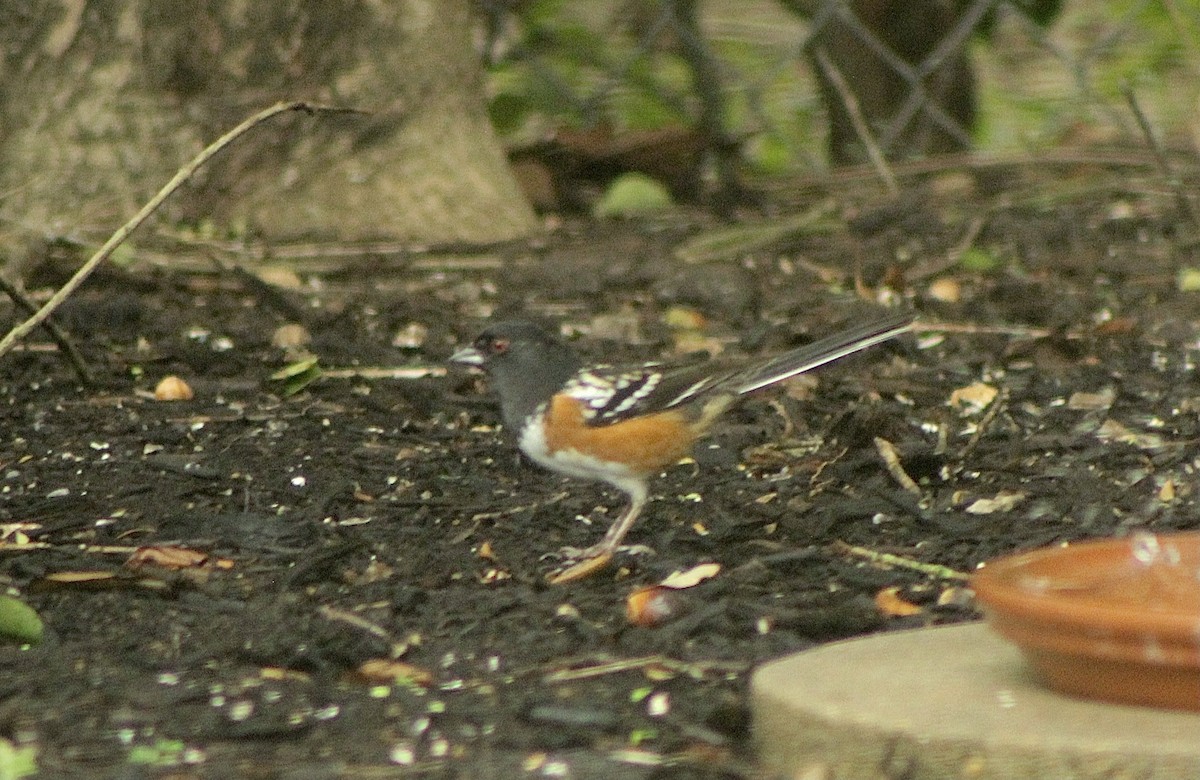 Spotted Towhee - ML389748591
