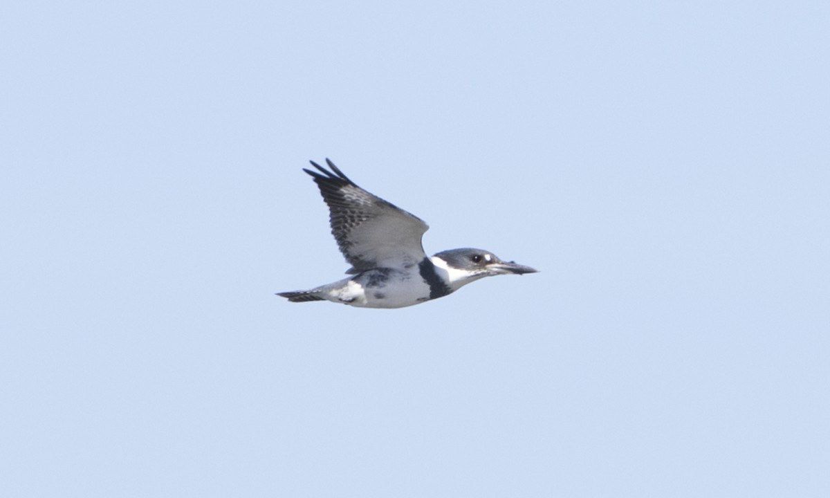 Belted Kingfisher - ML38975011