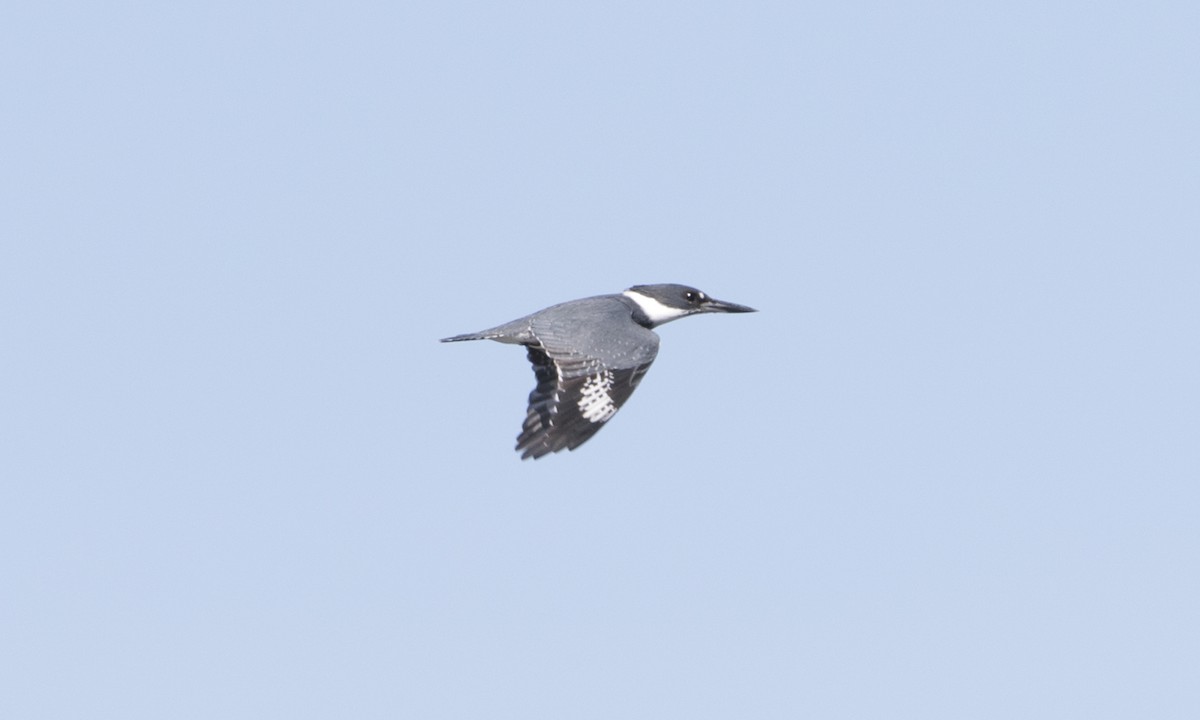 Belted Kingfisher - ML38975021