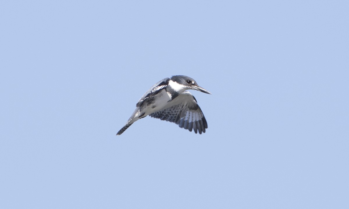 Belted Kingfisher - ML38975031
