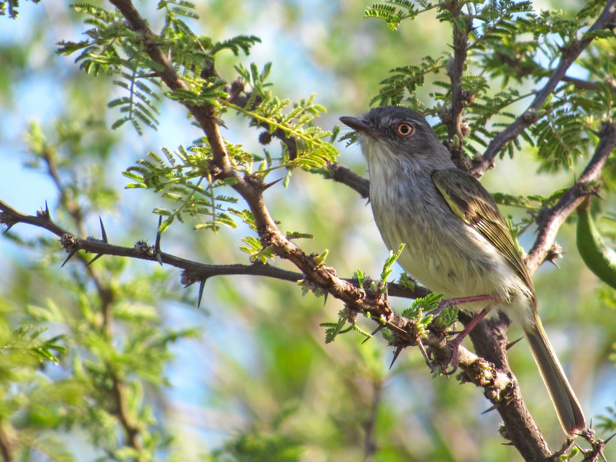 Pearly-vented Tody-Tyrant - ML389750711