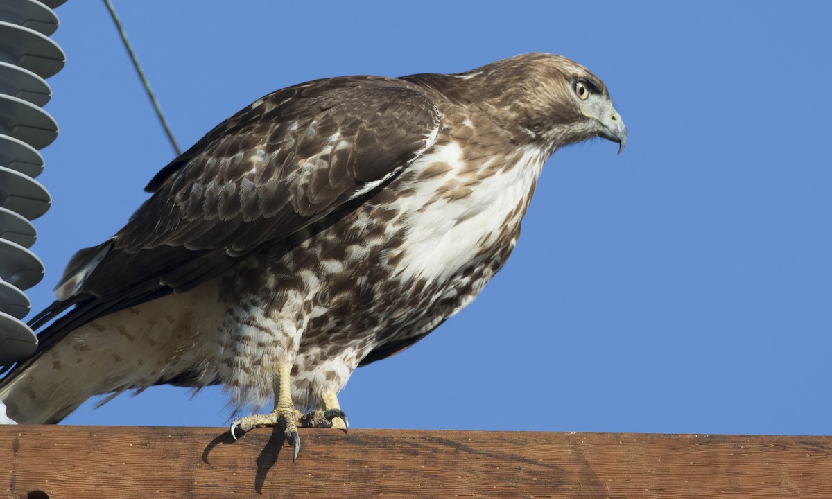 Red-tailed Hawk (calurus/alascensis) - ML38975391